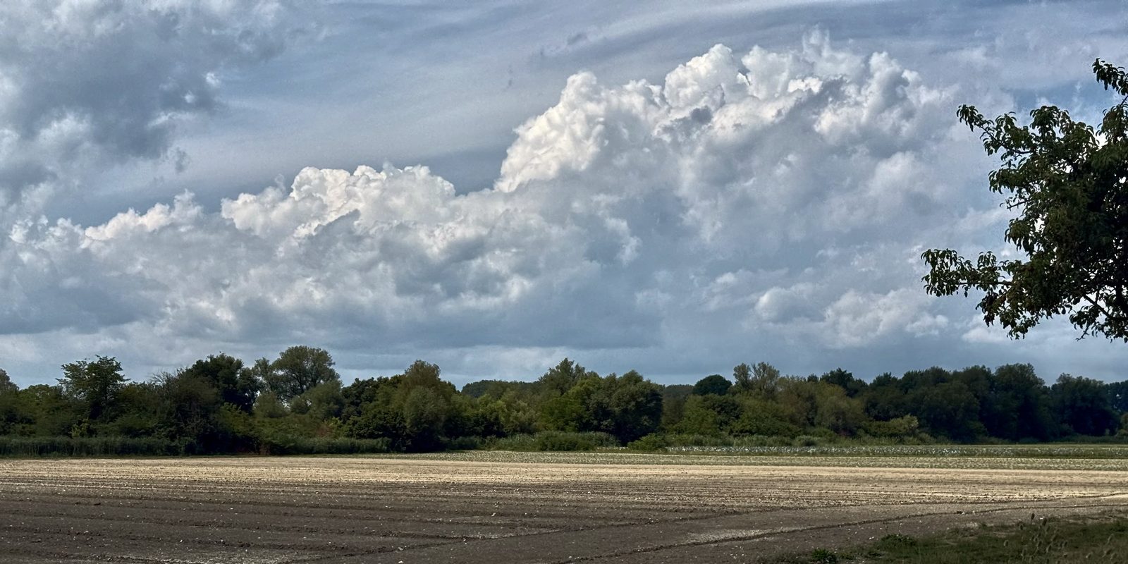 Hohe weisse Quellwolke über einem Acker und einer Baumreihe